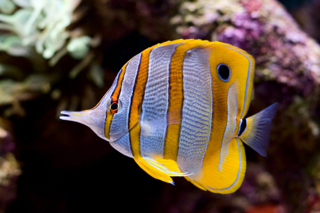 butterflyfish