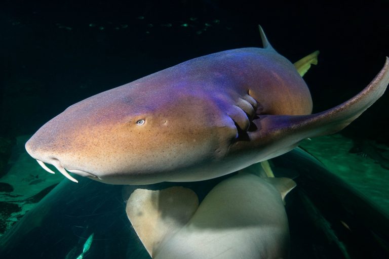 Nurse Shark over tunnel