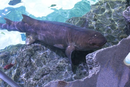 Nurse shark near surface