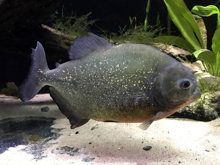 Red-bellied Piranha