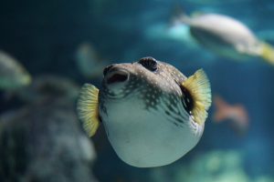 Stars and Stripes Pufferfish, puffed up.