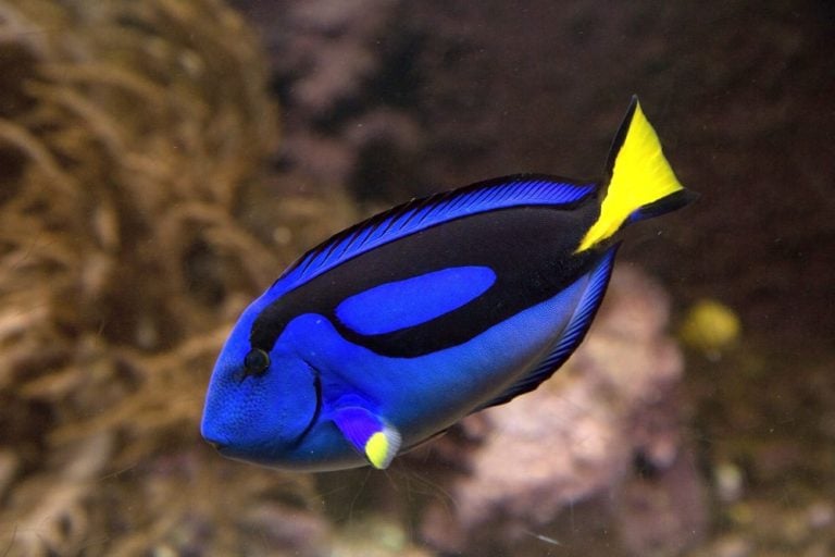 Regal Tang