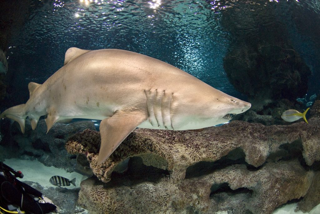 Sand Tiger Shark