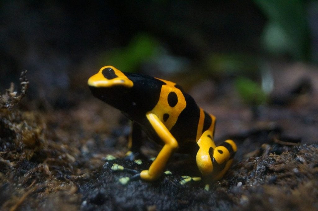 bumblebee poison frog