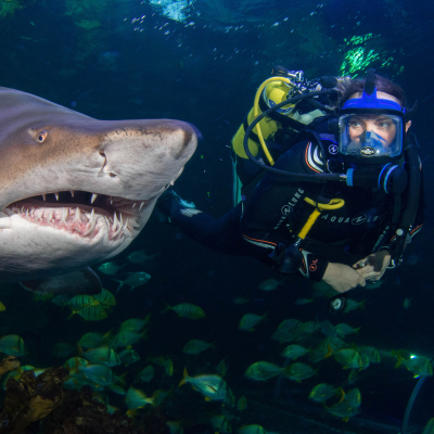 Diver swimming next to Shark at Blue Planet Aquarium