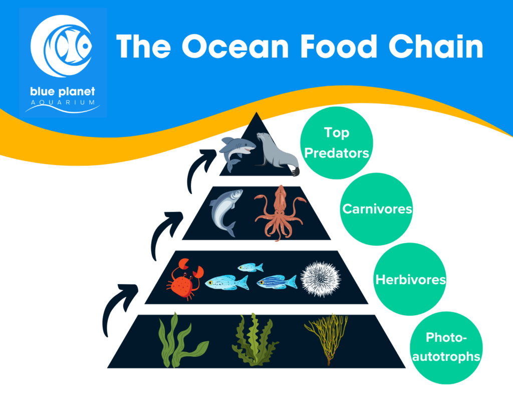 Ocean food chain