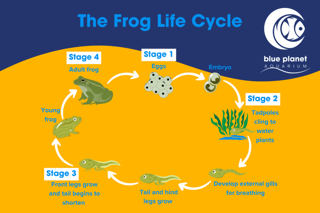 frog life cycle