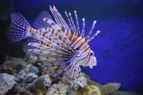 Lionfish