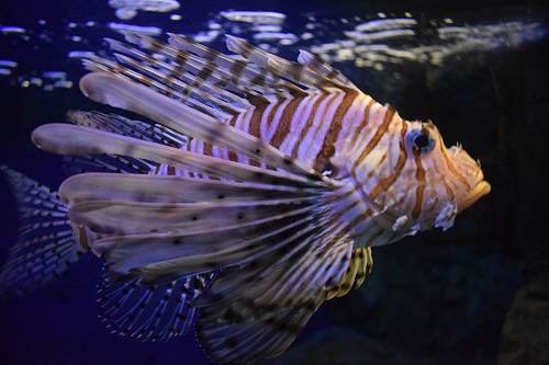 Lionfish profile